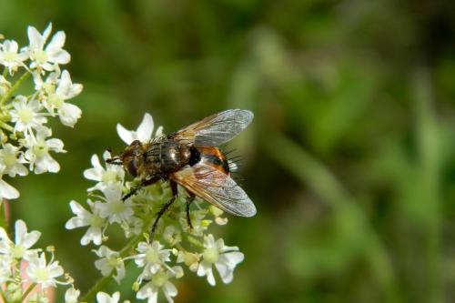 Tachina magnicornis